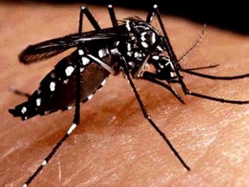 Enlarged view of the Aedes aegypti mosquito, a primary transmitter of the Zika virus. (photo credit: Uruguay.educa.edu.uy)
